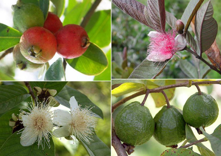 Psidium guajava seed